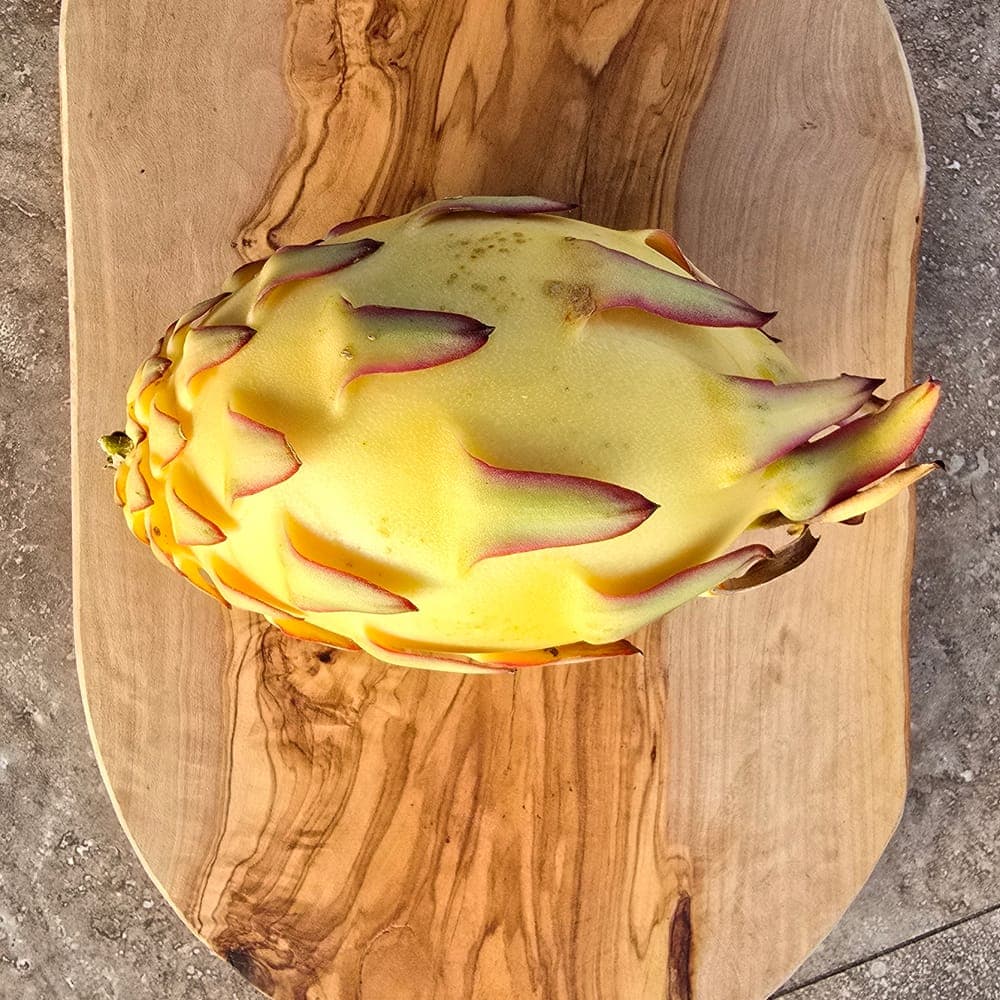 Albino Ocamponis Dragon Fruit Cutting